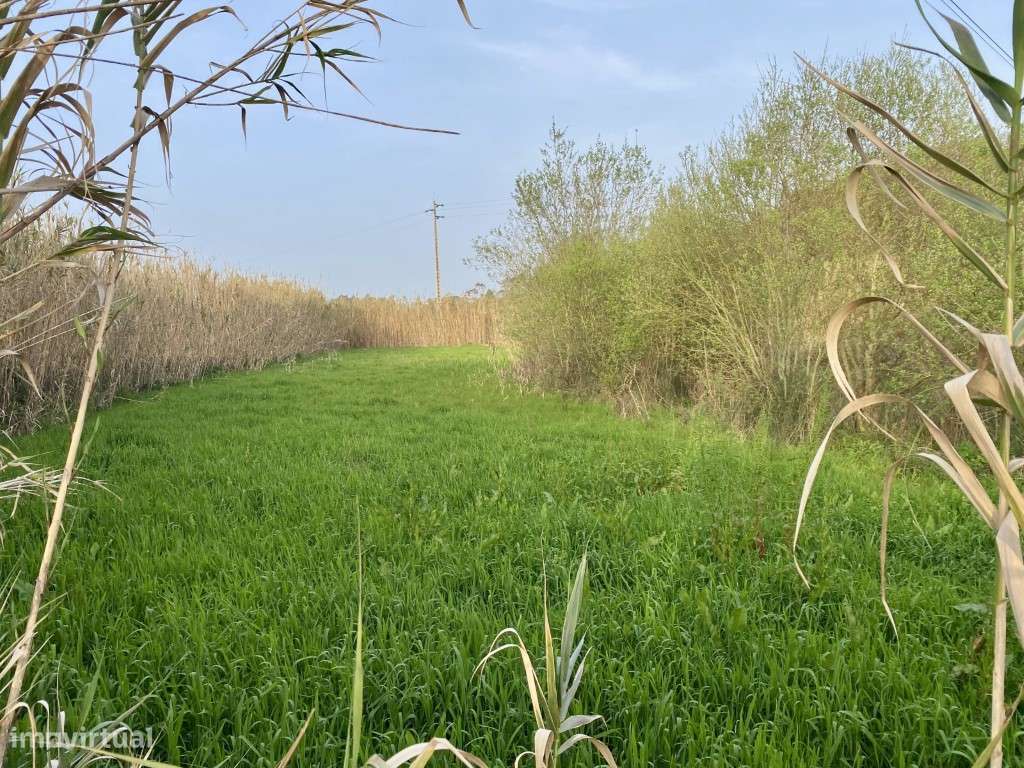 Terreno rustico à venda em Famalicão, Nazaré-2