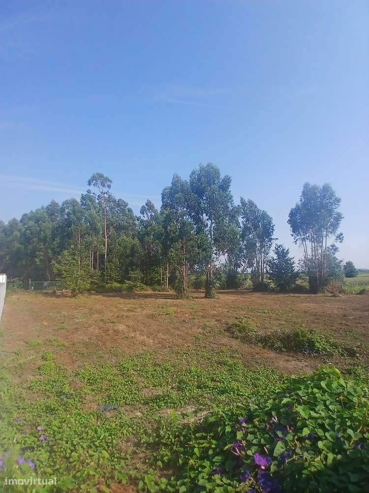 Terreno, 1 906,01 m², Silveiros e Rio Covo (Santa Eulália) - Grande imagem: 4/7