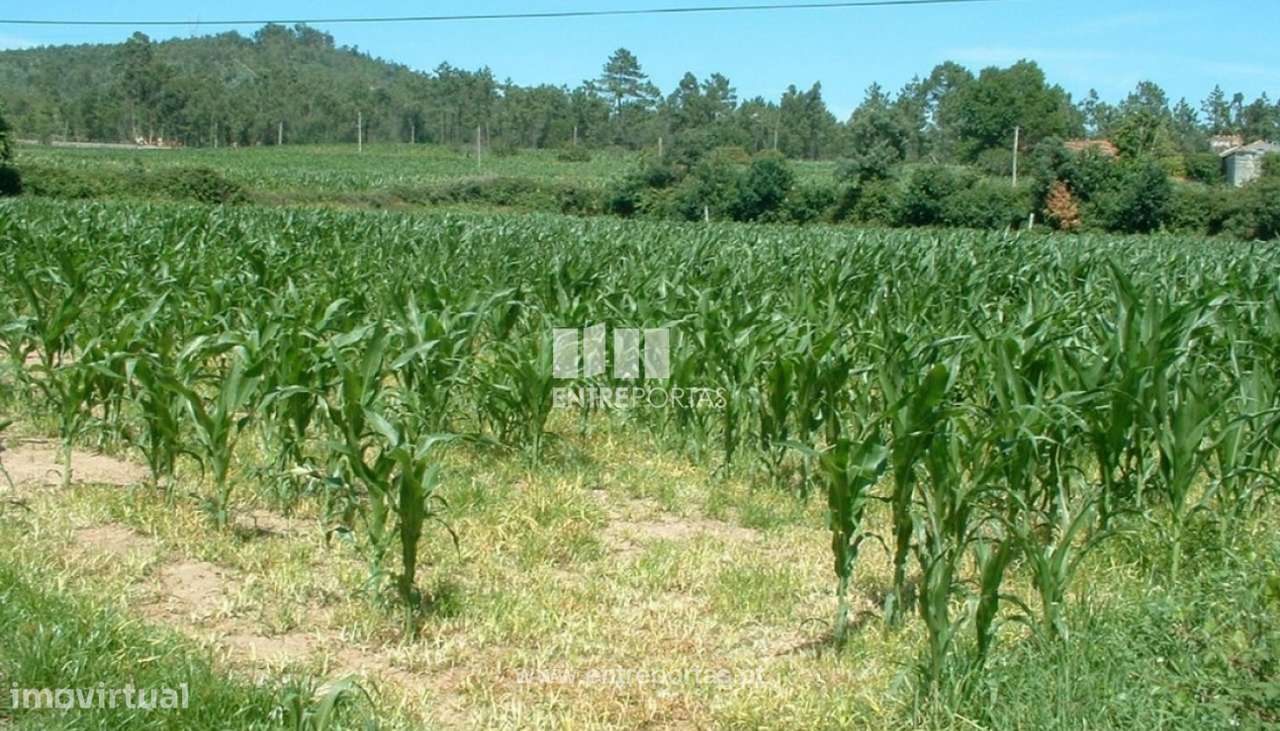 Venda de Terreno, Vila Punhe, Viana do Castelo - Grande imagem: 5/28