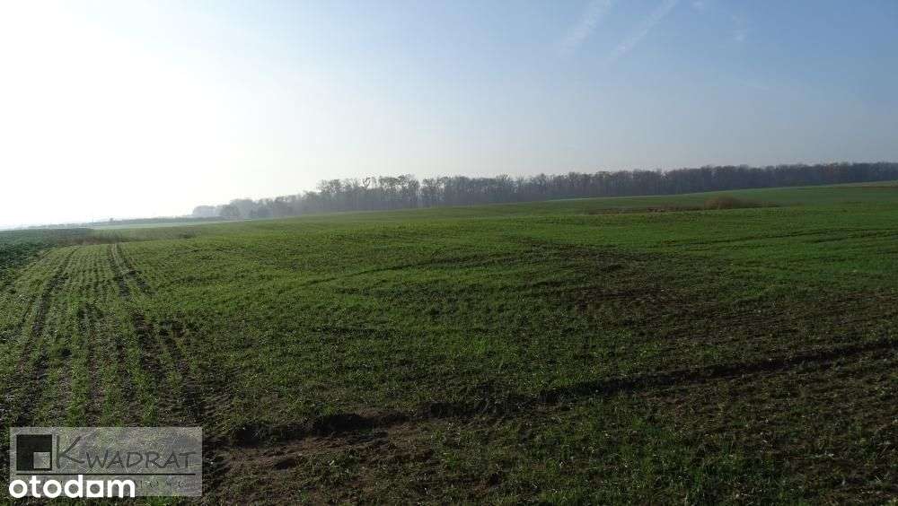 Działka, 15 480 m², Starczanowo-1