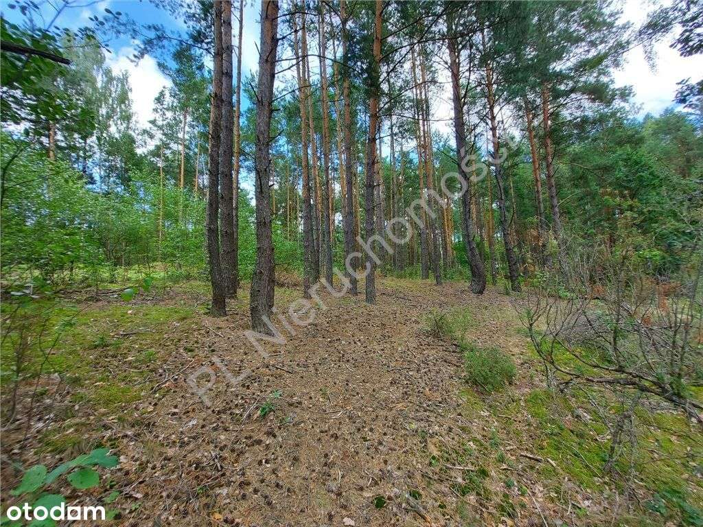 Nie Będzie Nas, Będzie Las... - Pełny obrazek: 5/13