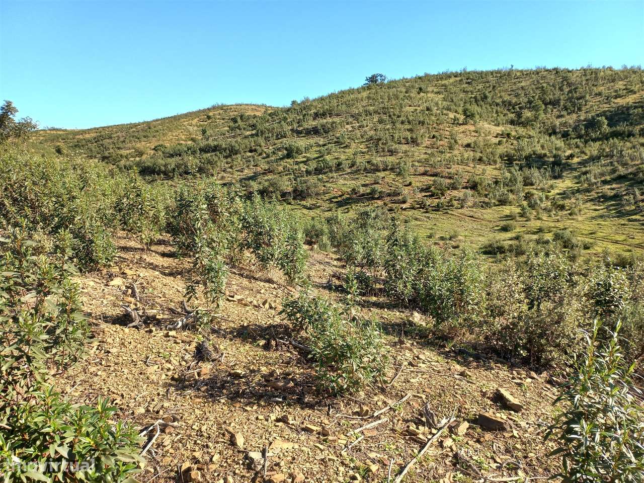 Terreno Rústico  Venda em Santa Clara-a-Nova e Gomes Aires,Almodôvar-12