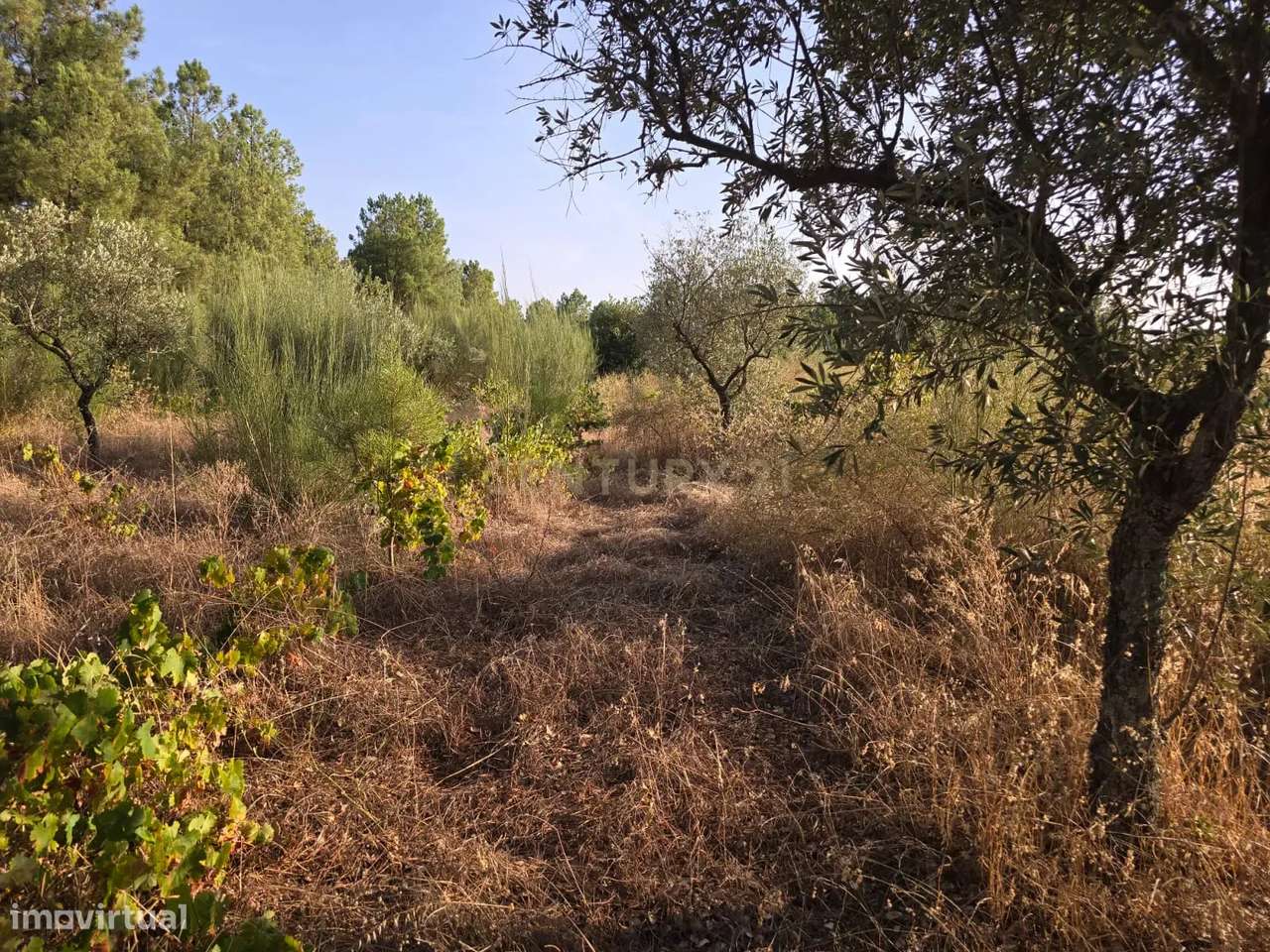 Terreno Rústico em Satão, Soalheira, Fundão, Potencial Único - Grande imagem: 4/13