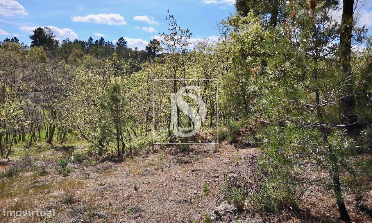 Terreno  Venda em Maçainhas,Belmonte-10