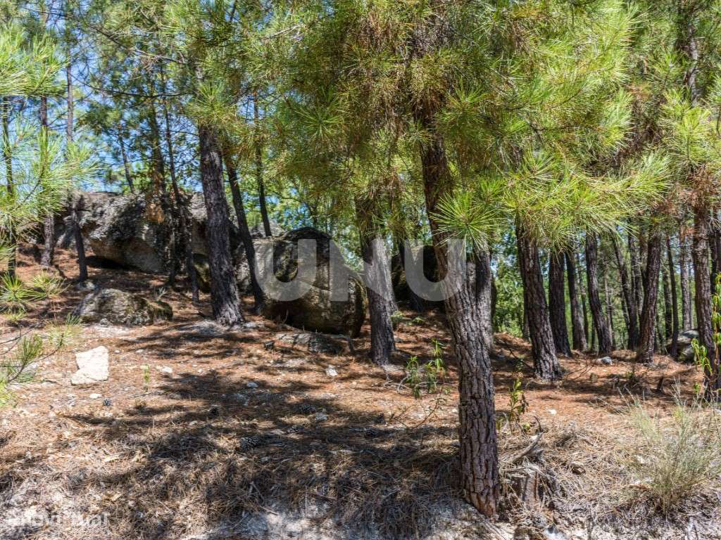 Terreno rústico para venda, Teixoso, Covilhã! - Grande imagem: 4/6