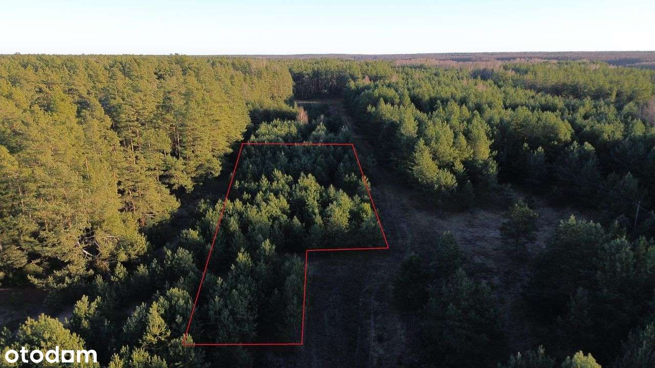 Siemianówka - 3389 m2 - WZ - Puszcza i Jezioro! - Pełny obrazek: 5/20