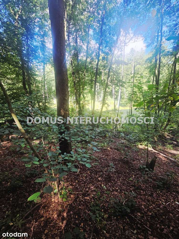 Działka leśna - Pełny obrazek: 5/8