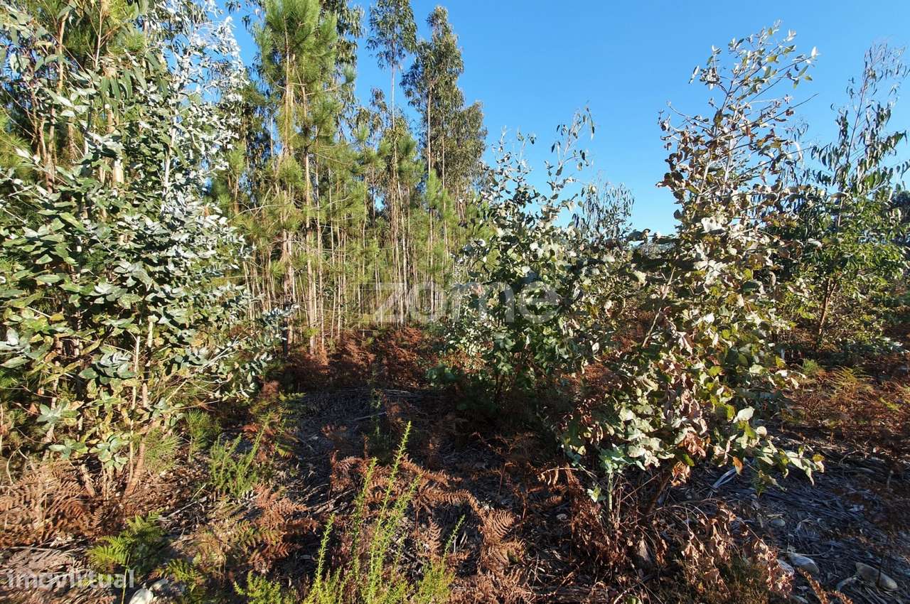 Terreno rústico - Grande imagem: 5/16