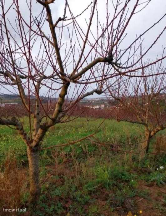 Terreno Rústico com Excelente Localização | Azueira – Mafra - Grande imagem: 4/8