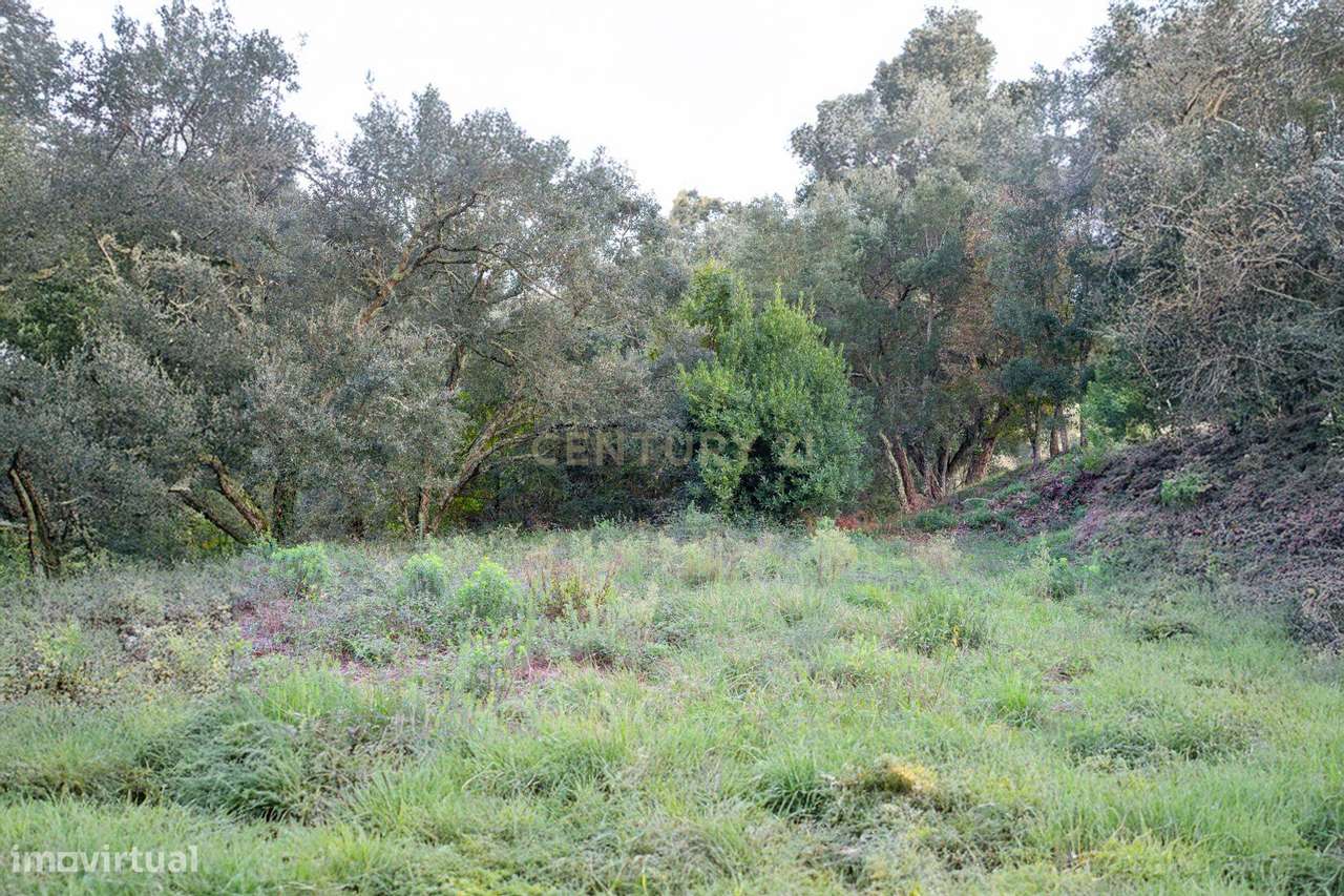 Terreno com possibilidade de Construção em Miranda do Corvo - Grande imagem: 5/11