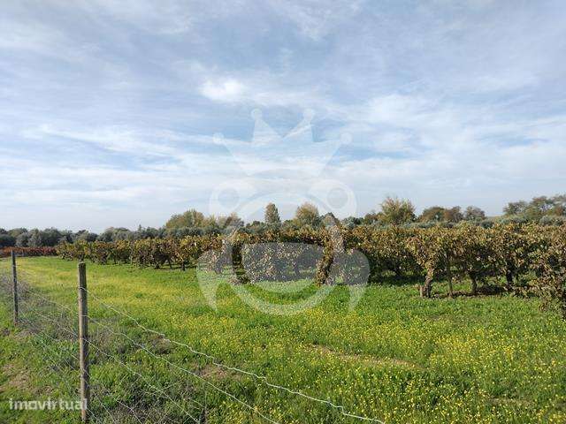 Terreno com vinha inserido dentro do regadio de Reguengos - Grande imagem: 4/12