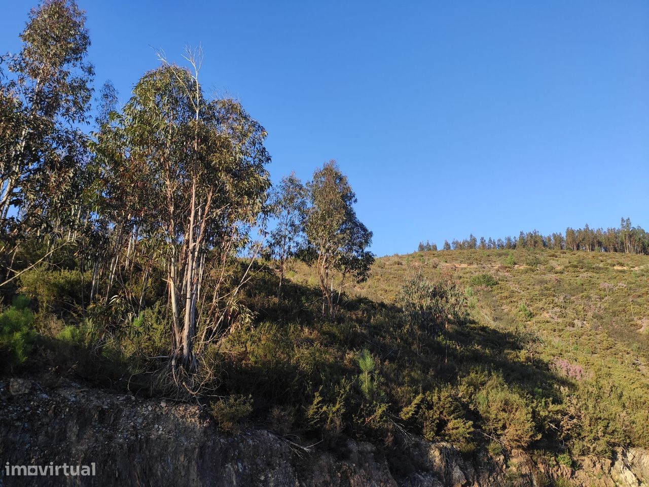 Terreno Florestal em Alvarenga