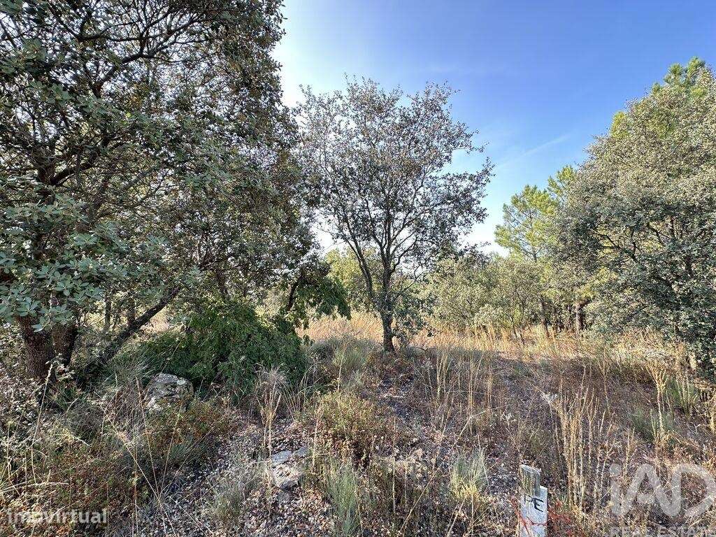 Terreno em Açores e Velosa de 49492,00 m2 - Grande imagem: 5/10