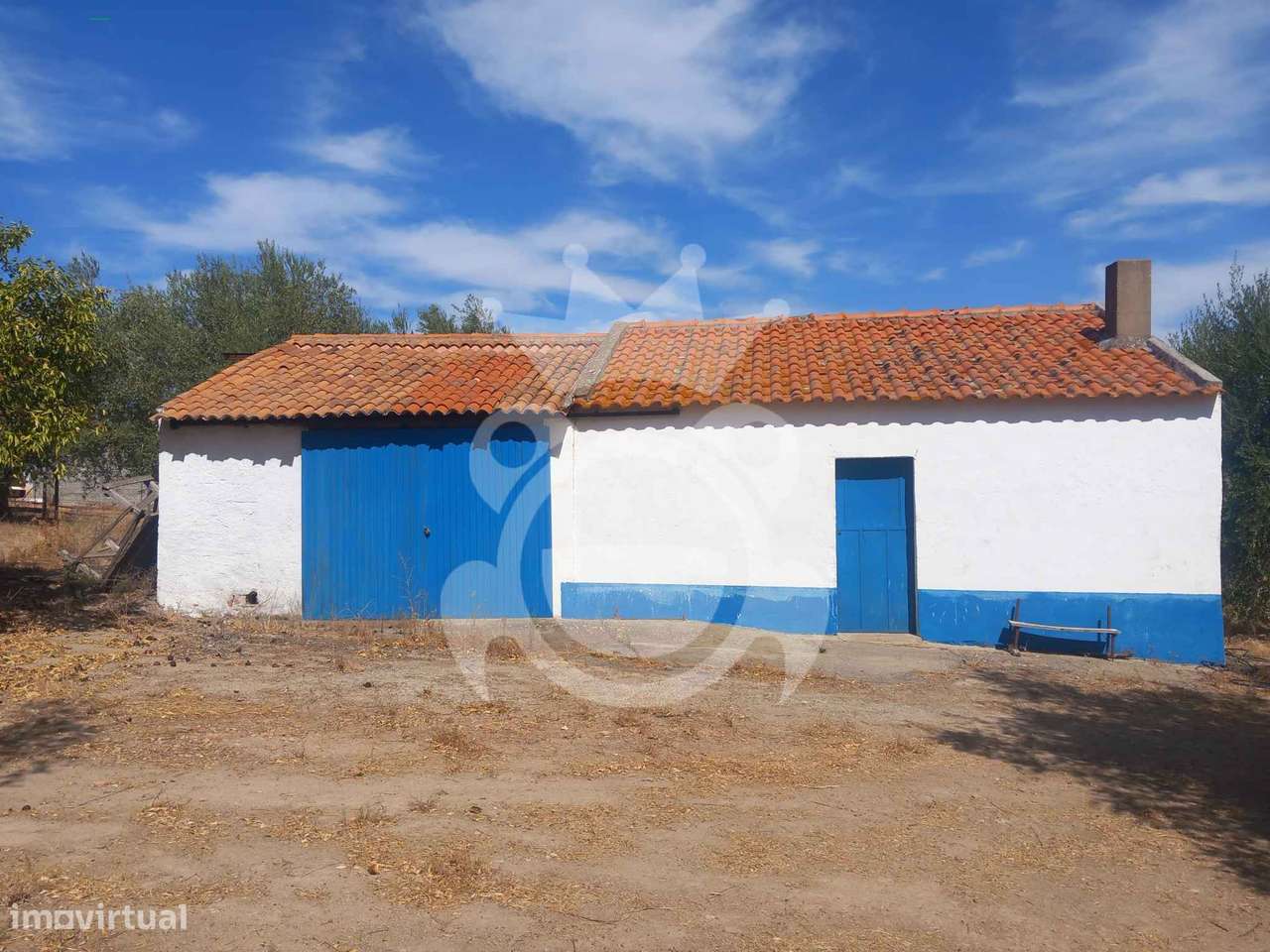 Olival tradicional com dependência agrícola - Vale de Vargo-0