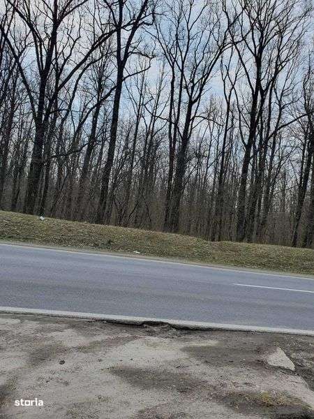 Vand Padure 10000 mp - Imagine principală: 4/6