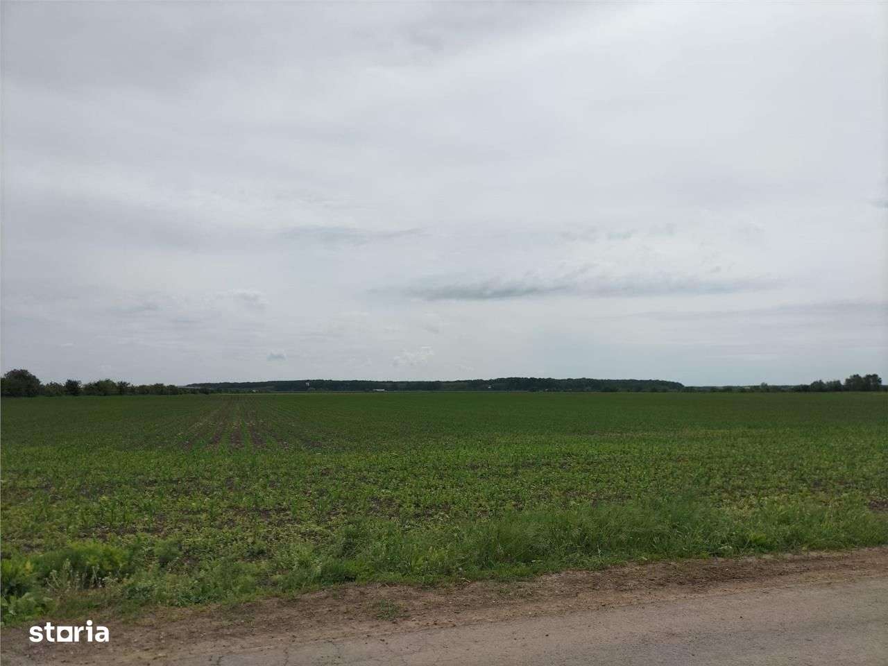 Teren intravilan 65000 mp - Caciulati - Moara Vlasiei - Nod A3 - Imagine principală: 5/7