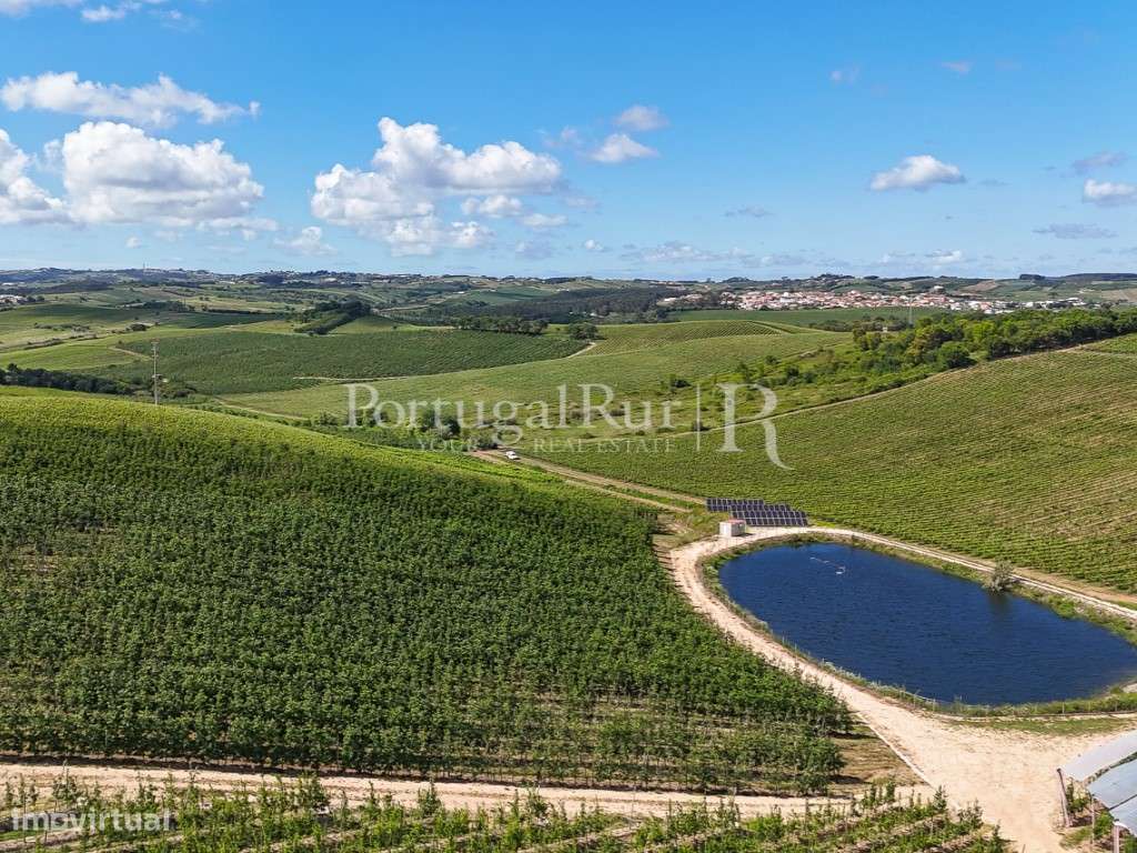 Exploração Agrícola com 37 ha e produção de Pera Rocha no Cadaval-0