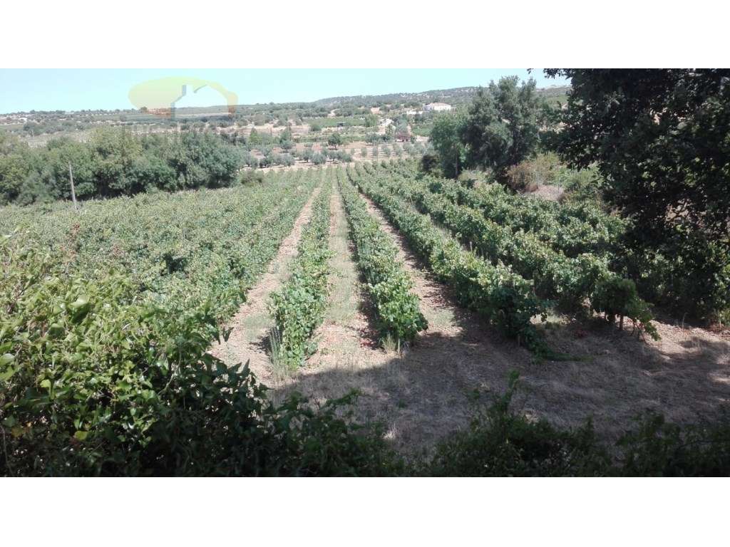 Propriedade com 7,8 ha | Exploração de vinhas, olival, montado de s... - Grande imagem: 5/15