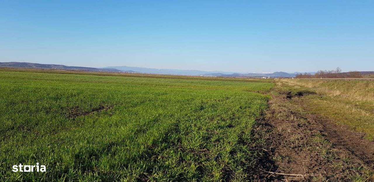 Teren intravilan industrial hale si depozitare diferite suprafete - Imagine principală: 1/1