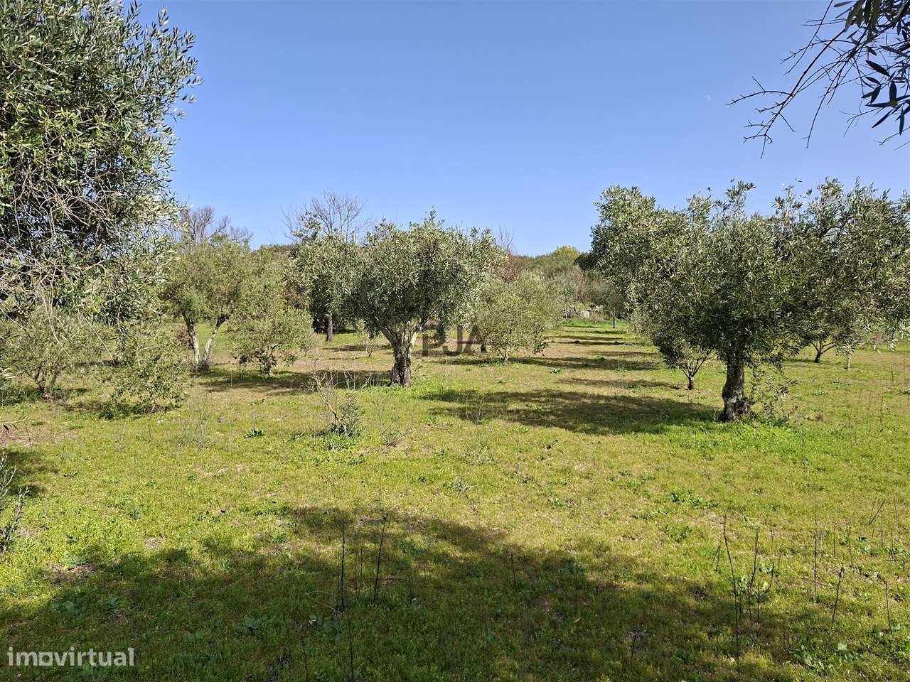 Quinta com 2Ha em Vila Cortês da Serra, Gouveia-16