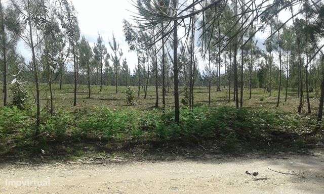 Terreno com 5000m2 em Ribeira do Fárrio, Camarões, Concelho de Ouré - Grande imagem: 4/9