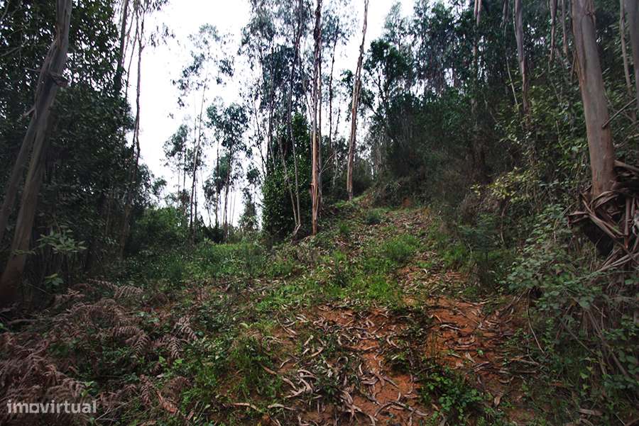 Grande propriedade, com floresta e 2 ruínas, Fraldeu, Óbidos-22