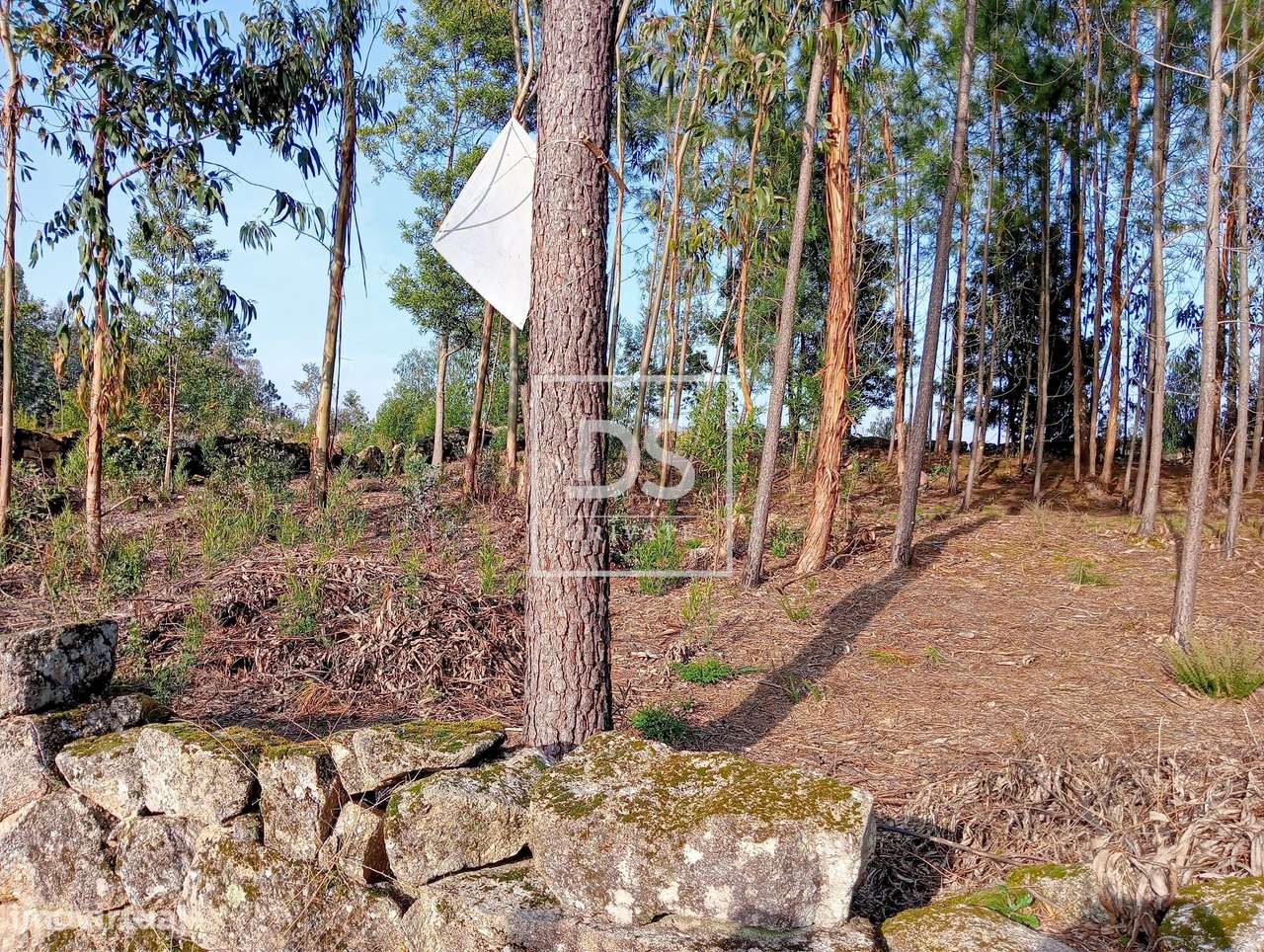 Fantástico Terreno em Paços de Gaiolo - Grande imagem: 5/16