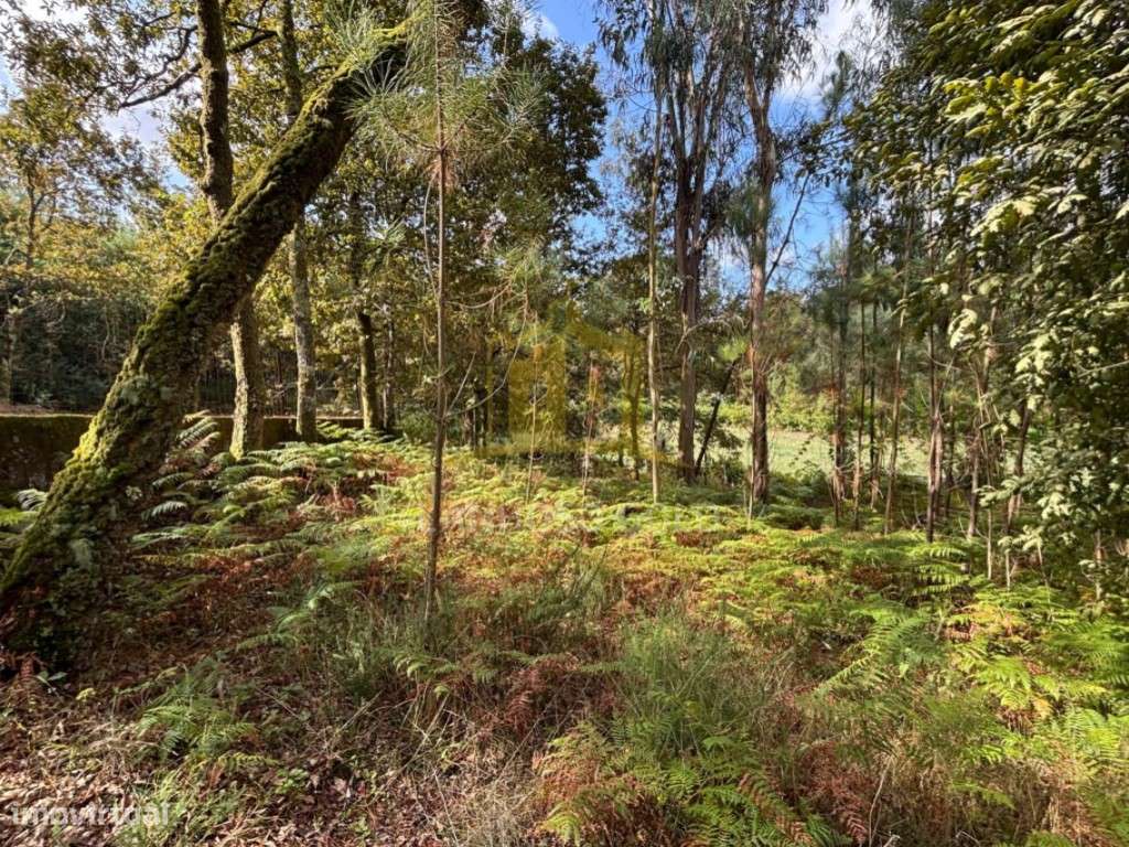 Terreno Agrícola com 5.625 m² | Verim - Póvoa de Lanhoso - Grande imagem: 4/7