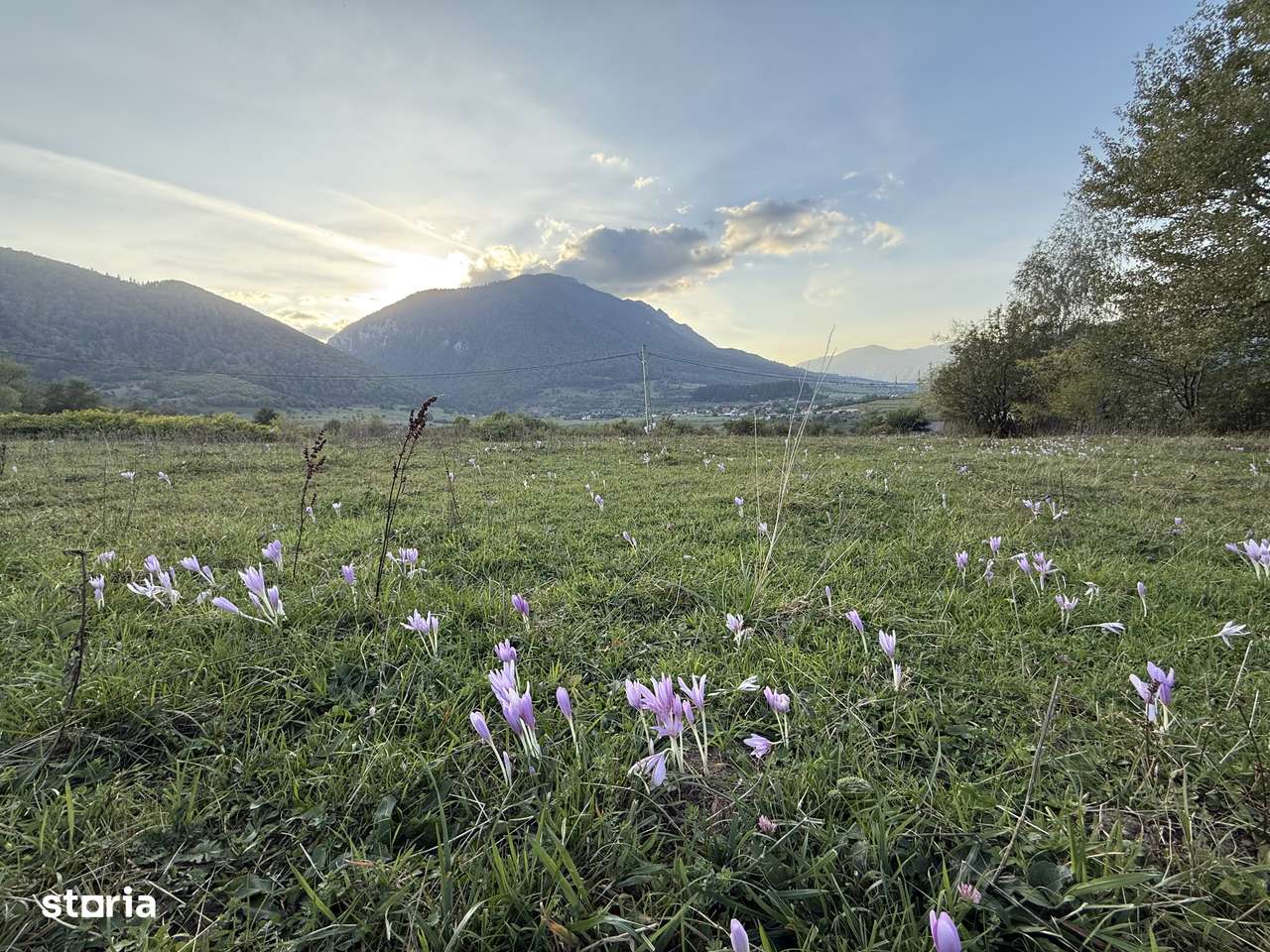 Teren intravilan 500 sau 1000 mp Bran-Tohanita la dum asfaltat-1