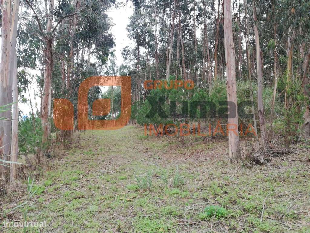 Terreno junto a Auto-estrada-2