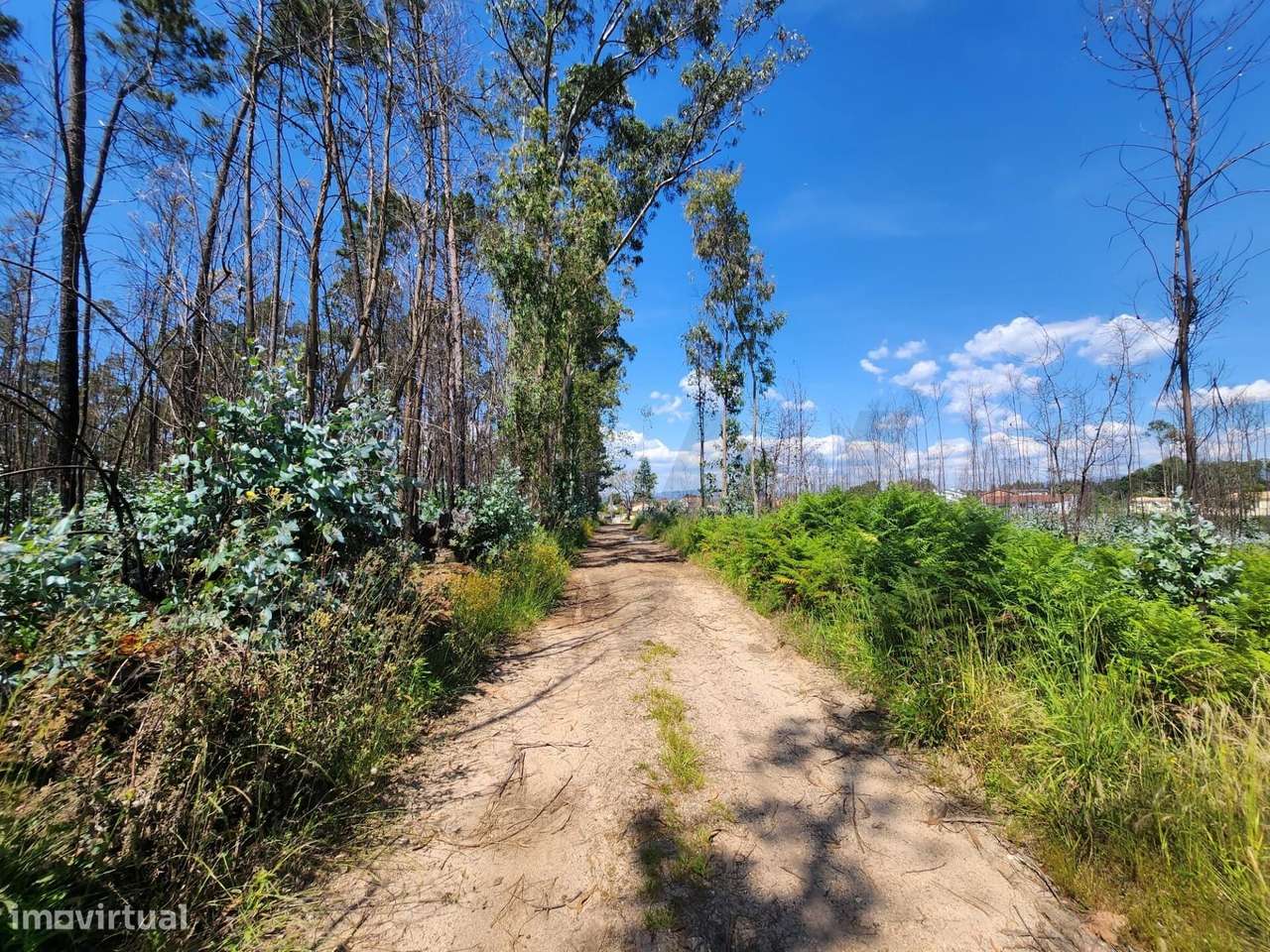 Terreno com 61000m2 em Serem de Cima - Águeda - Grande imagem: 5/15