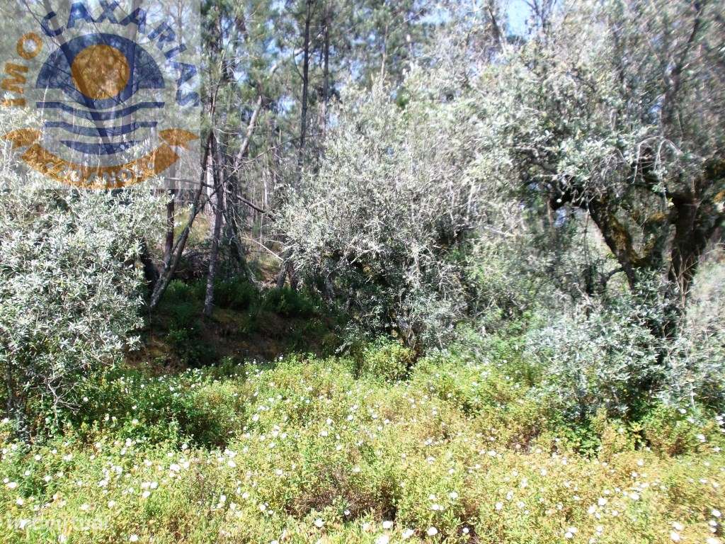 Terreno de oliveiras e pinhal. - Grande imagem: 2/3