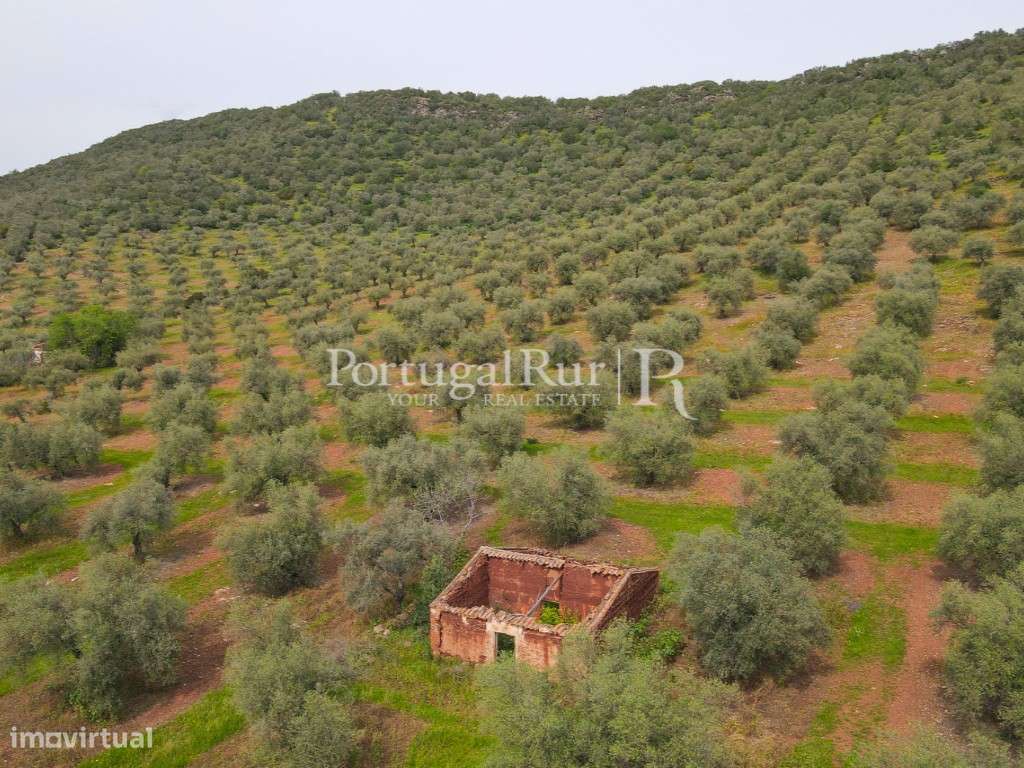 Herdade com 14 hectares e ruína em Moura - Grande imagem: 2/16