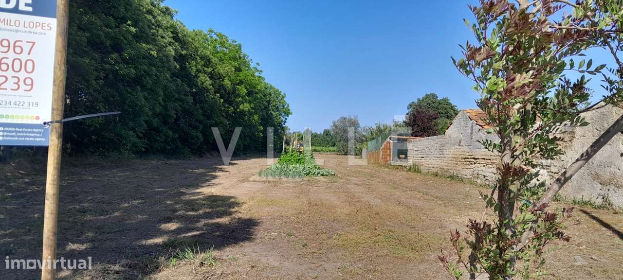 Terreno para Construção – Mamarrosa (Oliveira do Bairro) - Grande imagem: 4/5