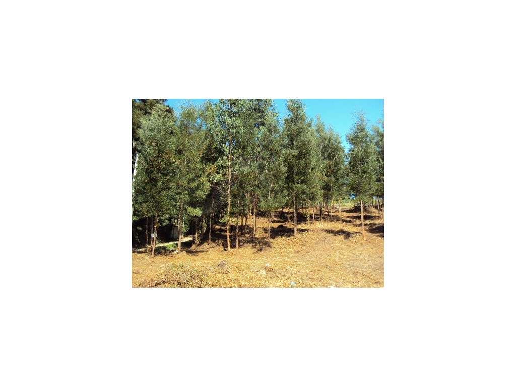 Terreno de construção em Paredes de Coura - Grande imagem: 3/6