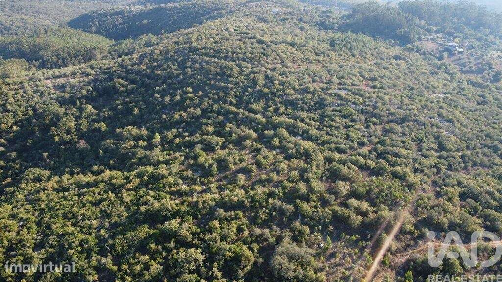 Terreno em Chãos de 14600,00 m2 - Grande imagem: 4/30