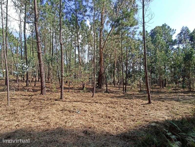 Terreno para venda - Grande imagem: 4/7