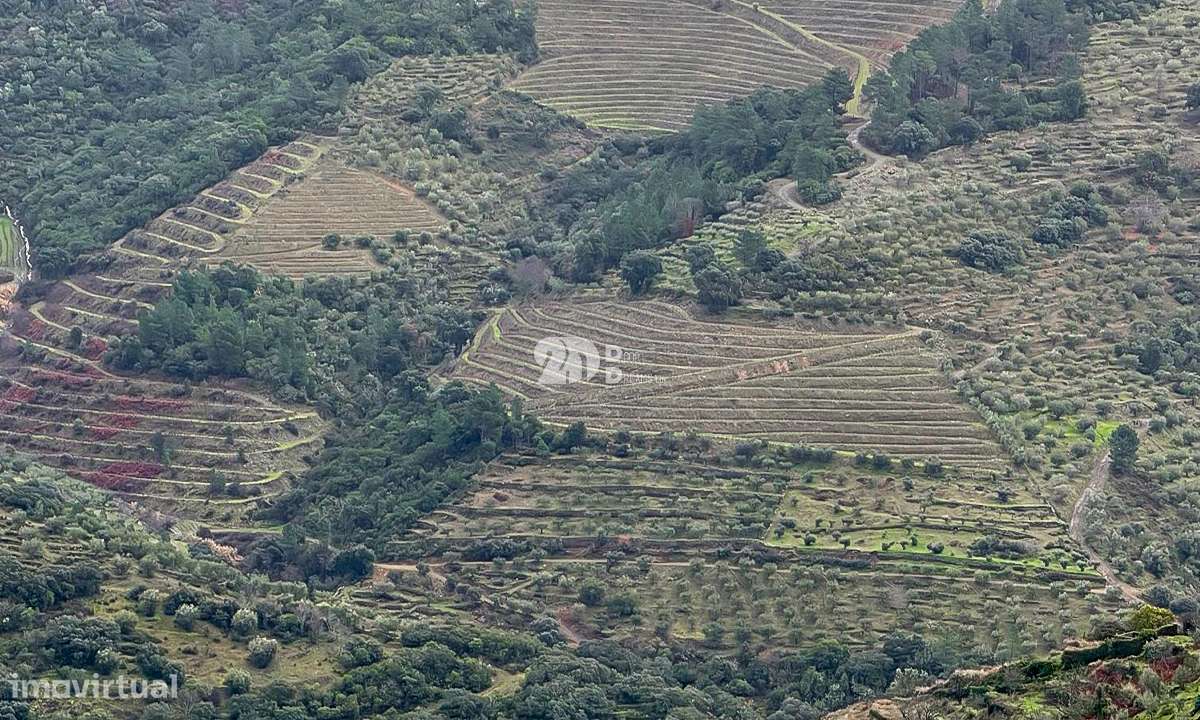Quinta - Tabuaço - Grande imagem: 5/12
