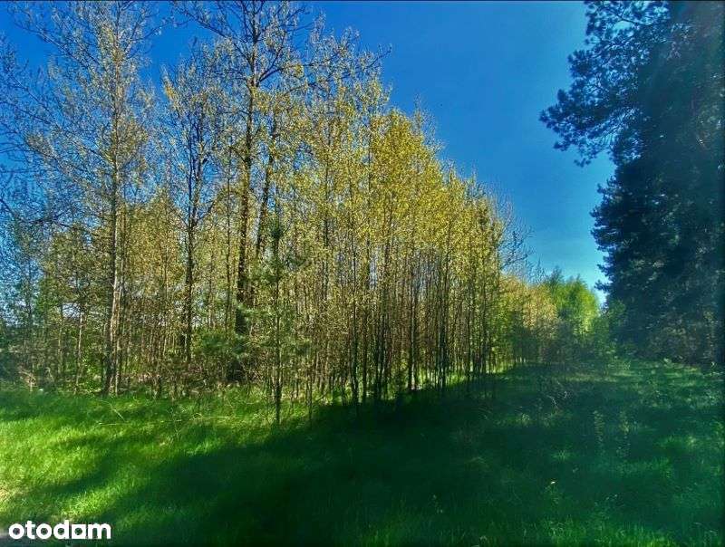 Atrakcyjna działka - Bolimowski Park Krajobrazowy - Pełny obrazek: 3/16