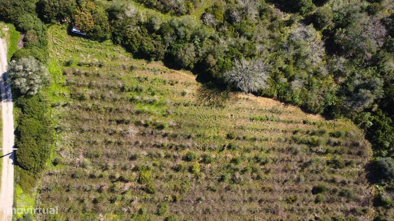 Terreno Agrícola com Vinha 4562 m² – Chanca, Sobral da Abelheira-3