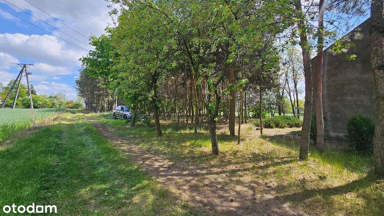 Siedlisko z potencjałem – Piotrków Kujawski, możliwość podziału-8