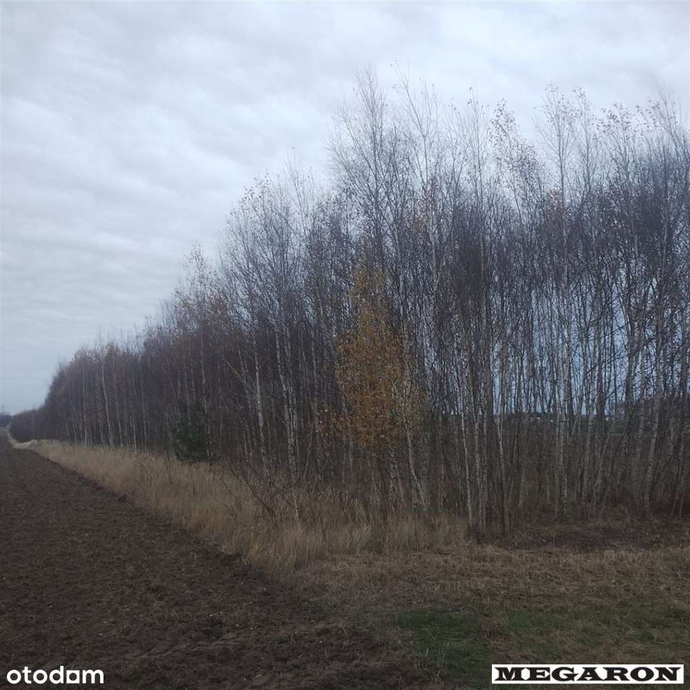 Działka, 8 948 m², Miedźno - Pełny obrazek: 4/5