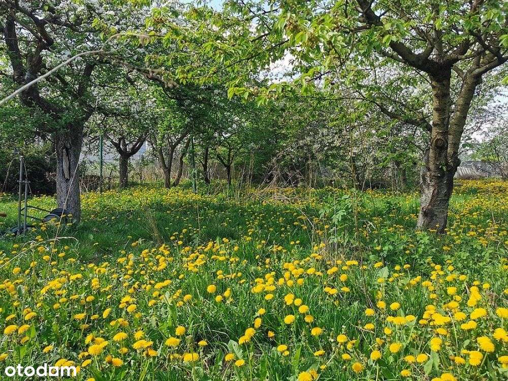 Dom w centrum Pleszewa, duża działka, sad-5