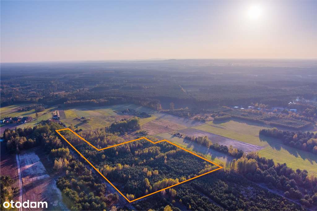 Działka 3,3 ha. Zalesiona wg projektu. Okazja! - Pełny obrazek: 5/8