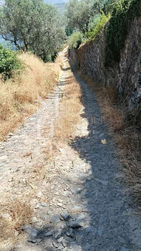 Quinta com 3 hectares e vistas desafogadas para o rio Douro-14