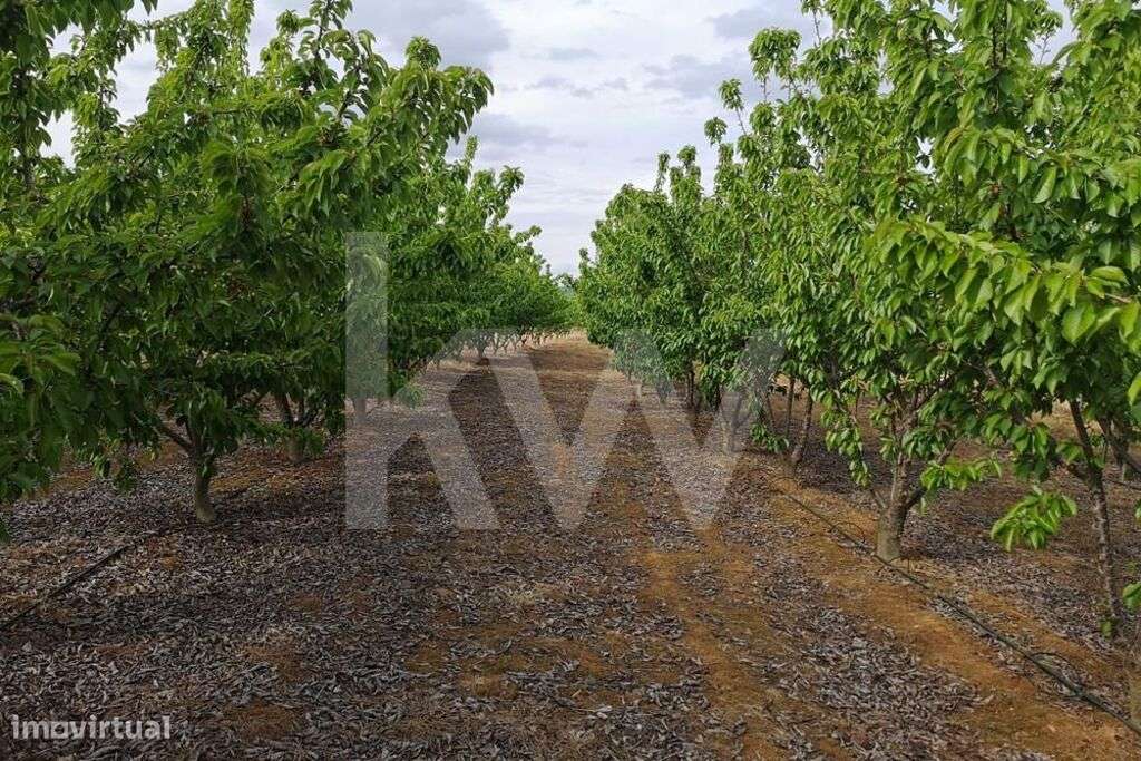 Propriedade Agricola na Campina de Idanha a Nova com 20ha em Plena Ati - Grande imagem: 4/60