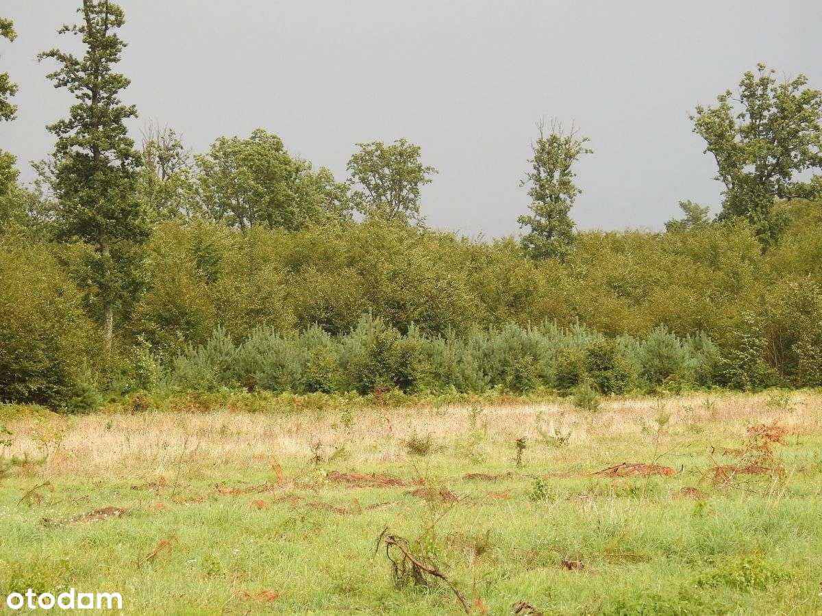 Ładna pod siedlisko przy lesie - Pełny obrazek: 2/3