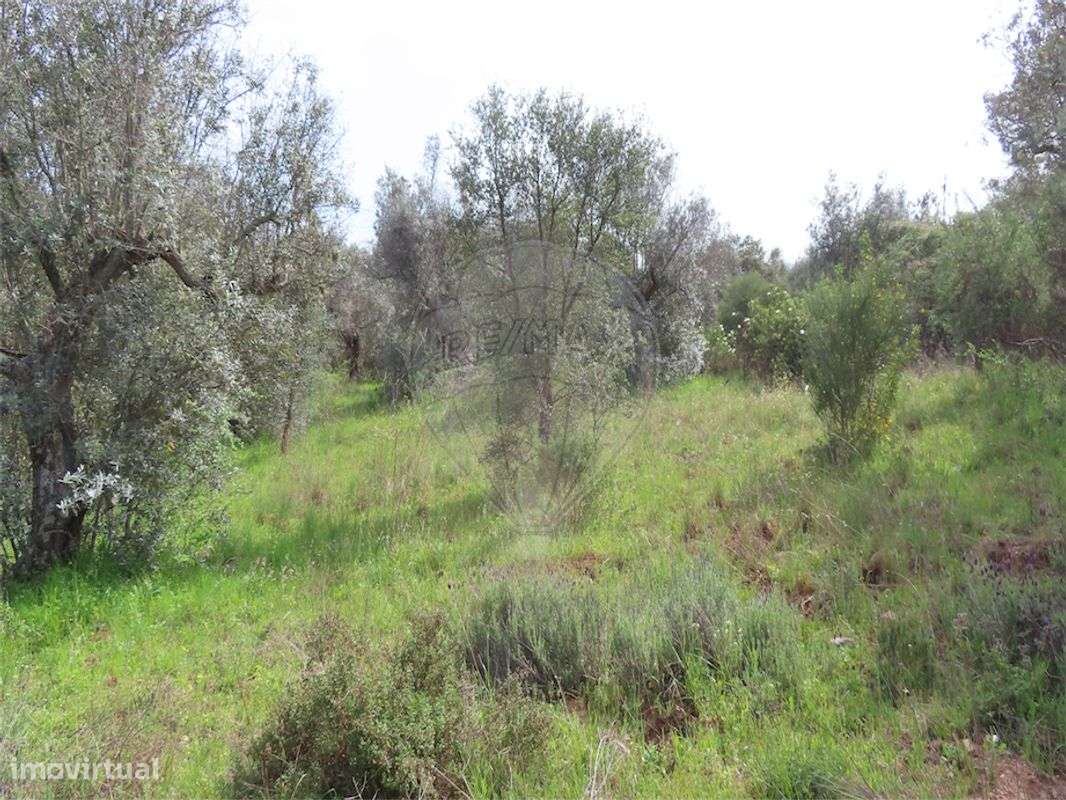 Quinta  para venda - Grande imagem: 4/17