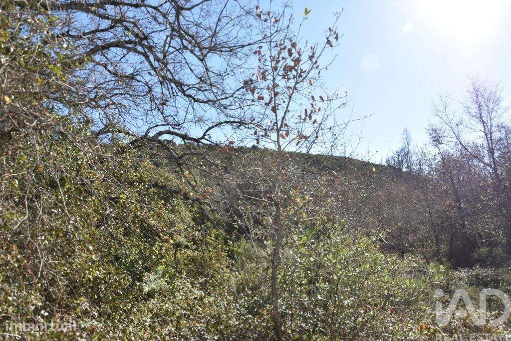 Terreno em Freixianda, Ribeira do Fárrio e Formigais de 5100,00 m2 - Grande imagem: 5/29