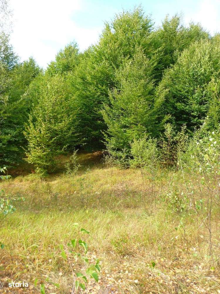 Teren Lepsa / Tulnici, 10.199 mp - Imagine principală: 4/11